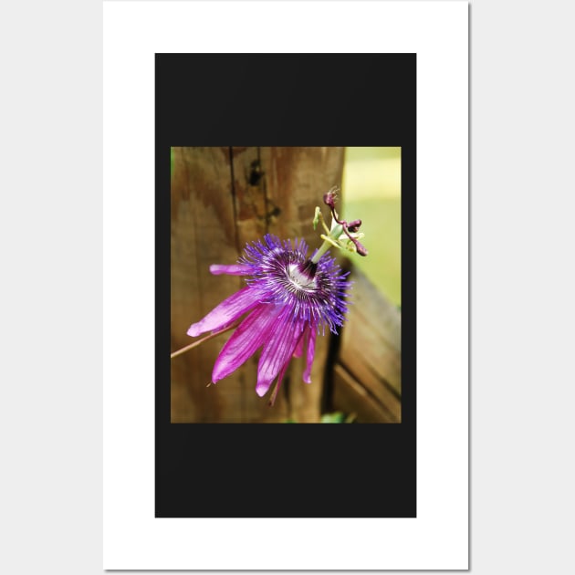 Lavender Lady Passiflora Wall Art by jojobob